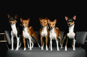 Студија показује разлике између савремених раса паса и предака