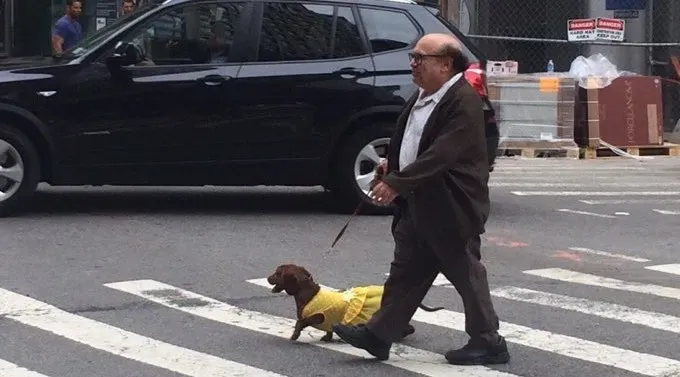 Danny DeVito et son teckel en robe jaune sont la meilleure chose sur Internet aujourd'hui