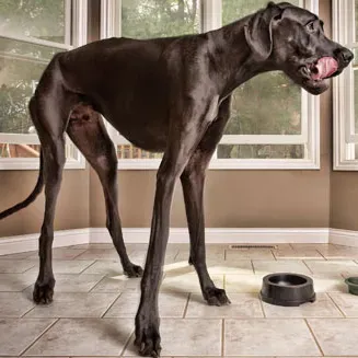 Guinness imenuje najvišjo mačko in psa na svetu