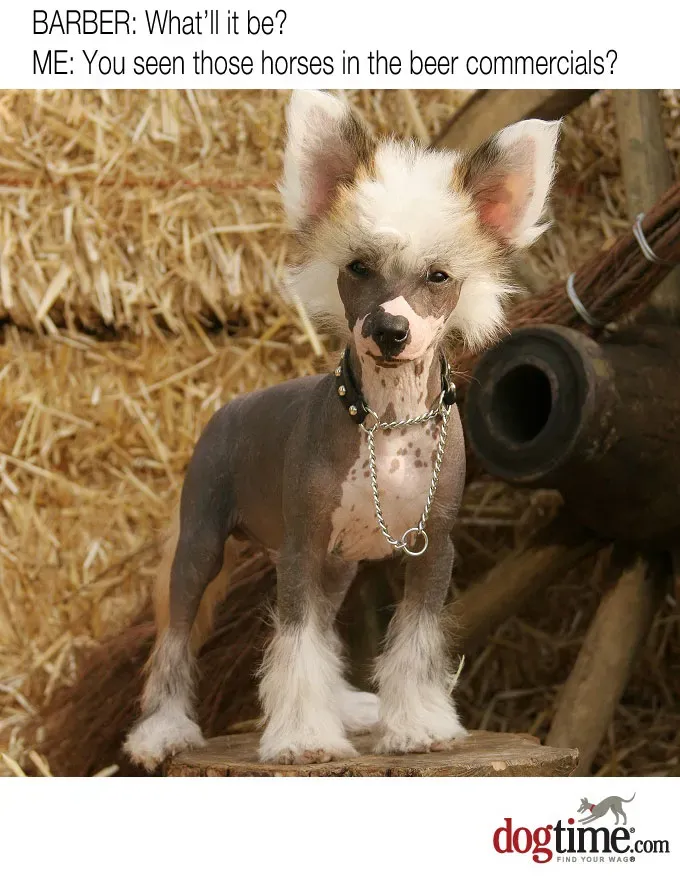 Styl Clydesdale’a' title=