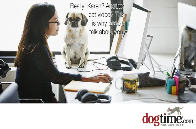 Koty? Naprawdę?' title=