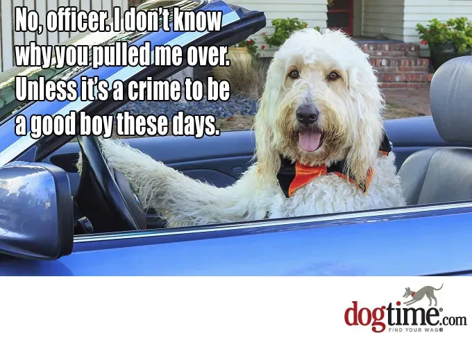 Czy to przestępstwo?' title=