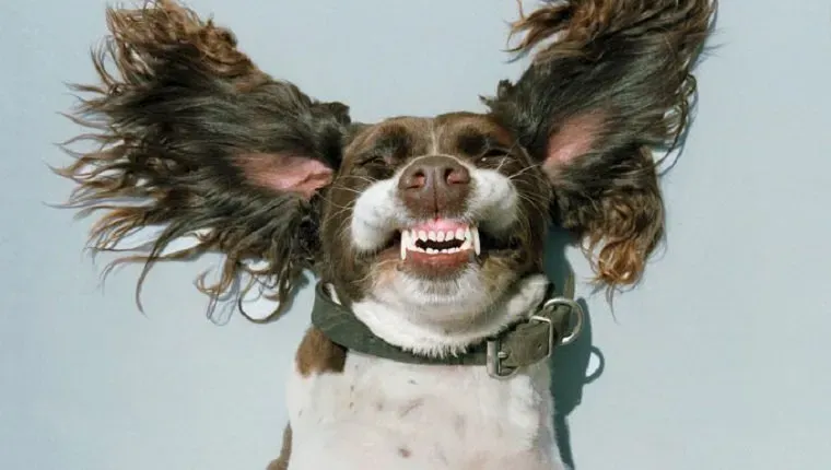 45 bardziej zabawnych memów o psach, które sprawią, że Twój dzień będzie lepszy