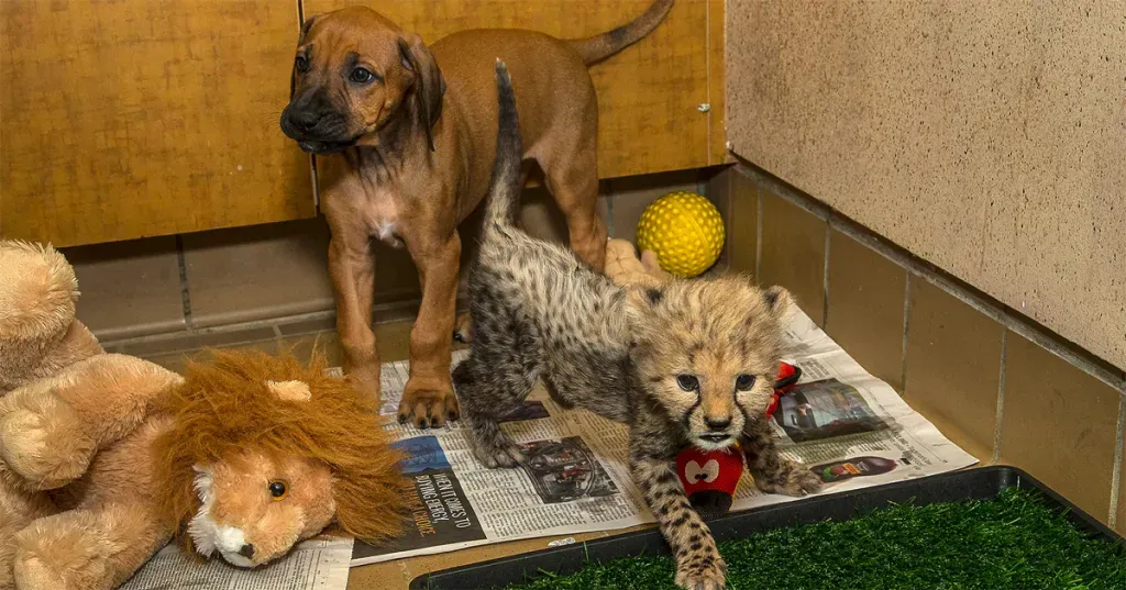 Ridžbeka kucēns atrod labāko draugu geparda mazulī