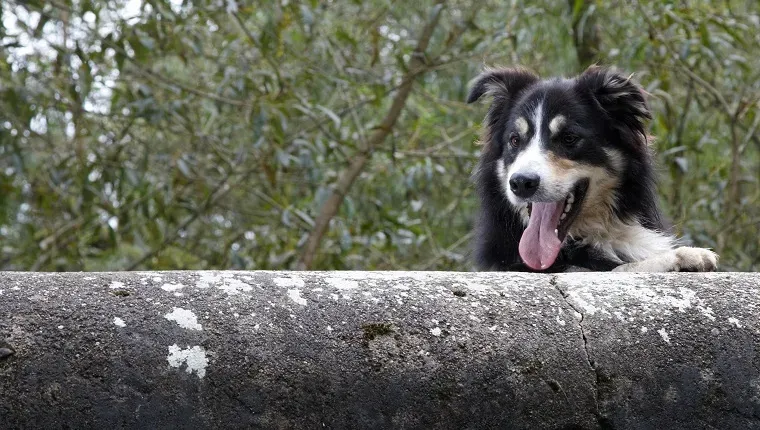 Koli gleda preko kamenog mosta' title=