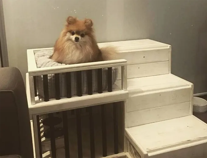 Įspūdingiausi šunų namai' title=