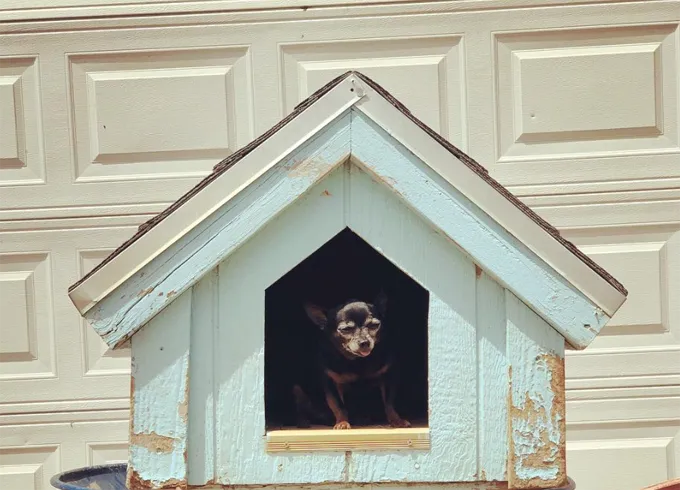 Įspūdingiausi šunų namai' title=