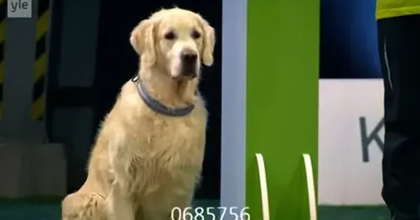 Pronto, pronto, vá!