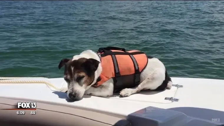 Jack Russell Terrier em um colete salva-vidas é salvo após ficar perdido no mar por 3 horas