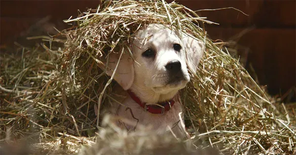 El comercial del Super Bowl “Lost Dog” de Budweiser ocupa el primer lugar