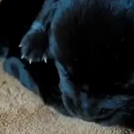 Mujer amamanta a un cachorro hambriento