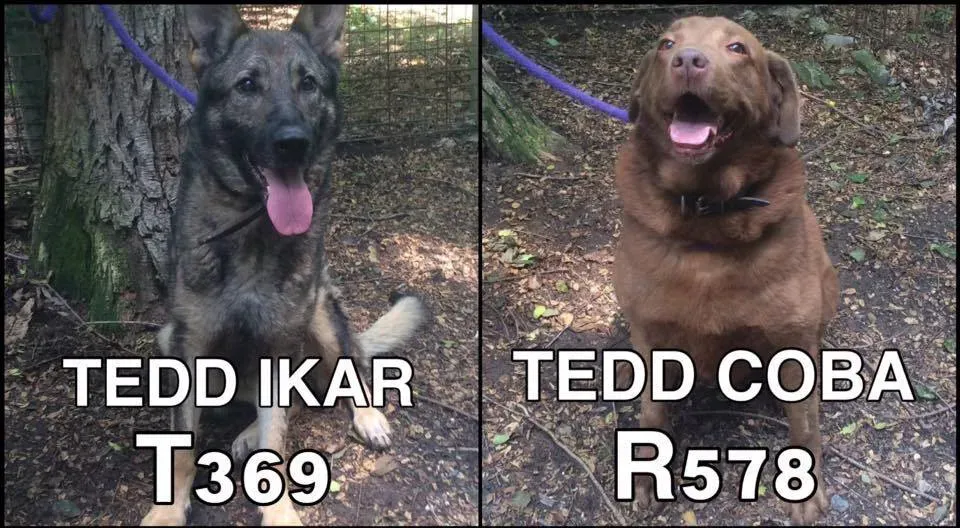 Amerikanske militærhunde vender tilbage fra krig har nu brug for hjem