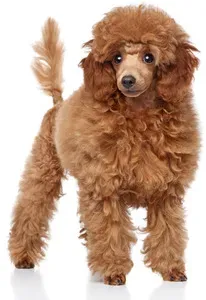 Rød puddel trend fører til fødselsdefekter