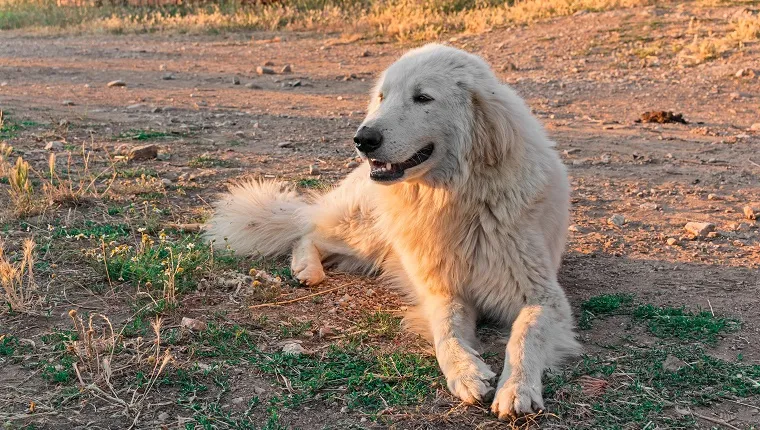 Un câine ciobanesc din Maremma zace pe un drum de pământ.' title=