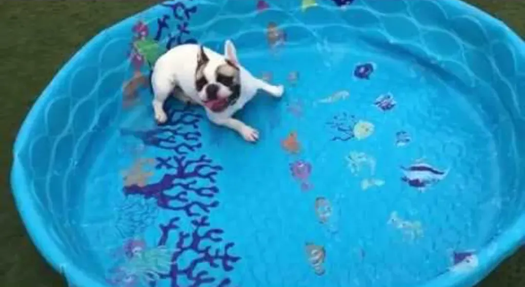 Acest buldog francez nu are nevoie de apă pentru a înota