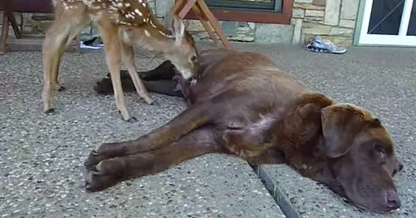 Chocolate Lab verzorgt moederloos hertje