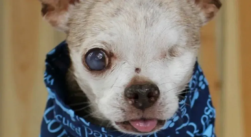 Harley, il chihuahua con un occhio solo, è stato nominato American Hero Dog 2015