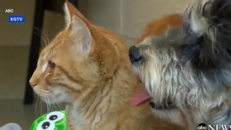 roméo-et-juliette-chat-chien' title=