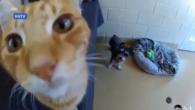 roméo-et-juliette-chat-chien-2' title=