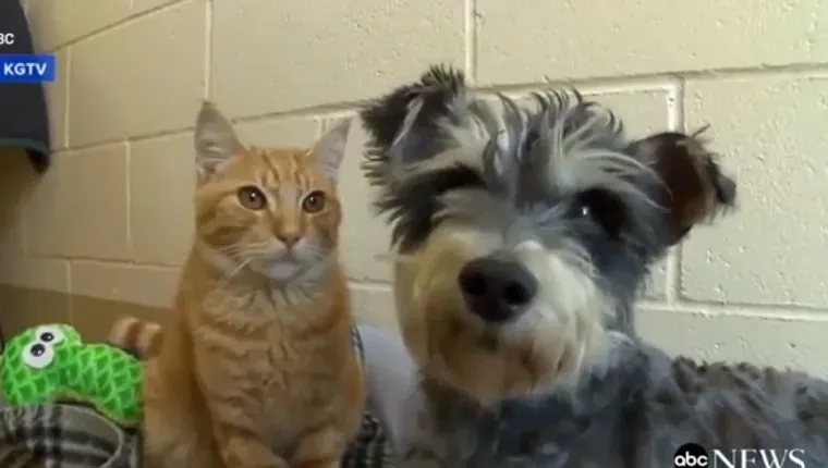 Romeo de kat en Julia de hond zijn onafscheidelijk in het asiel