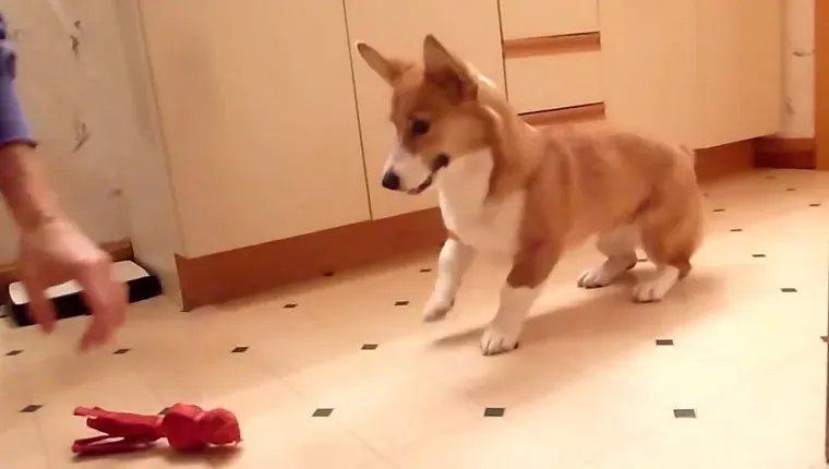 8 Corgis beim Corgi-Tanz