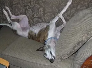 은퇴한 그레이하운드의 친구들