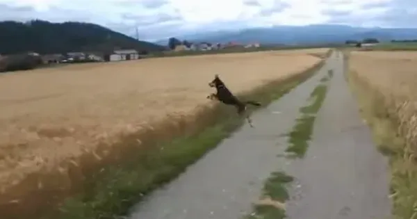 Hund springt vor Freude