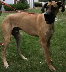 Ažuriranje: Veliki psi - Ogromna šapa za spašavanje životinja