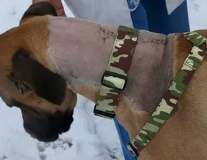 Ažuriranje: Veliki psi - Ogromna šapa za spašavanje životinja