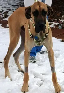 Ažuriranje: Veliki psi - Ogromna šapa za spašavanje životinja