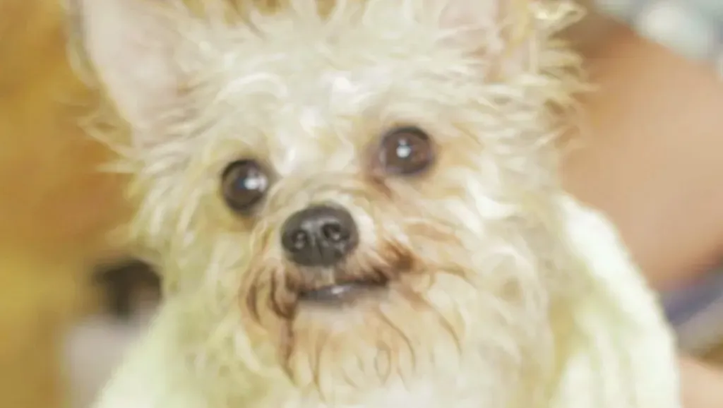 Lav din egen hundeshampoo derhjemme: Life Hacks til hunde