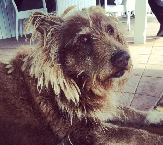 Король лев.' title=