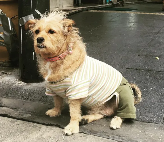 Немного неряшлив.' title=