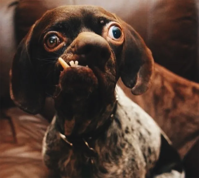 Трепет...' title=