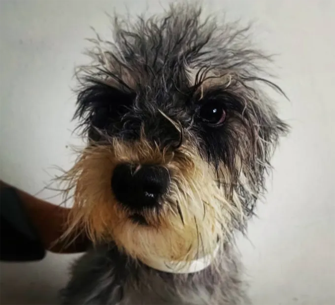 Самая уродливая собака' title=