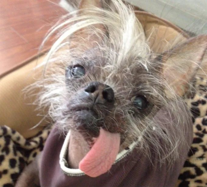 Этот язык!' title=