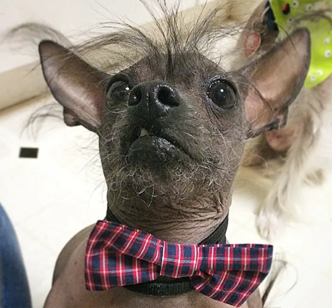 Такой щеголеватый.' title=