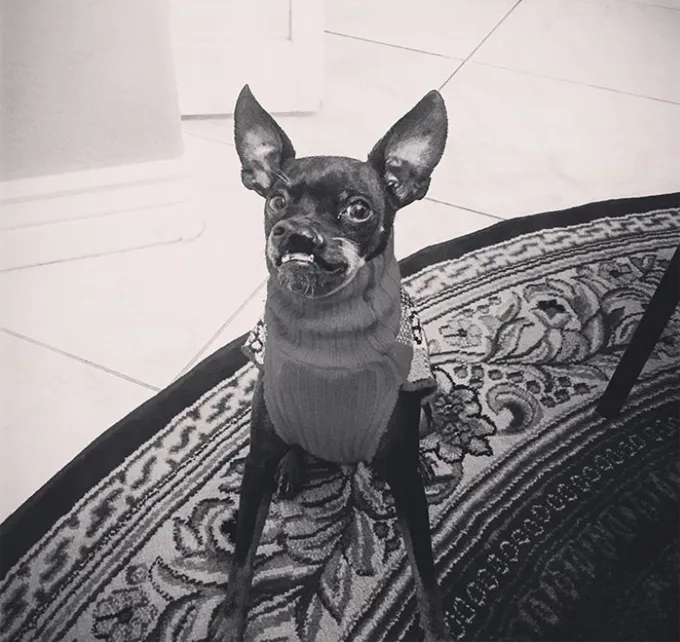 Трепет..' title=