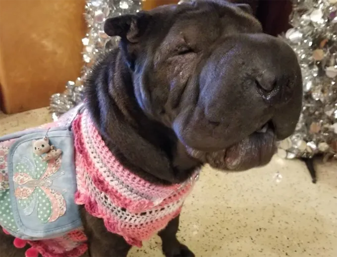 Похоже на покемона!' title=