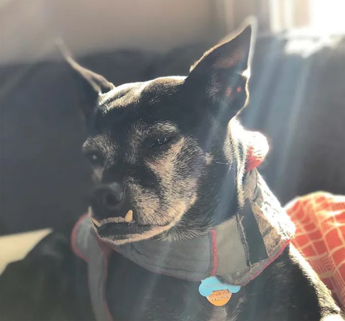 Эти клыки.' title=