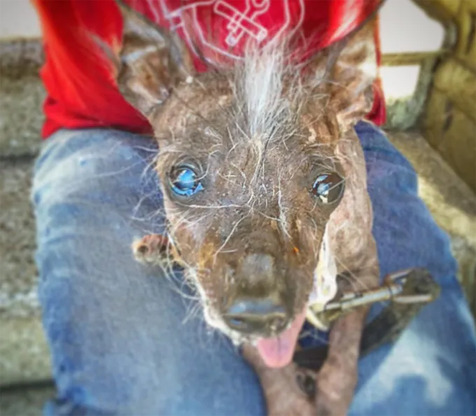 День самой уродливой собаки: красота в глазах смотрящего [30 ФОТО]