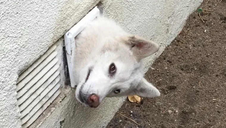 ハスキーの子犬が乾燥機の通気口に閉じ込められ、消防士が救出' decoding='async' fetchpriority='high' title=