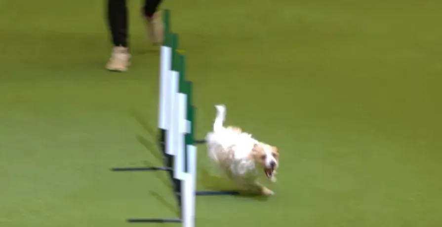 Jack Russell je nor na letošnji razstavi psov Crufts [VIDEO]
