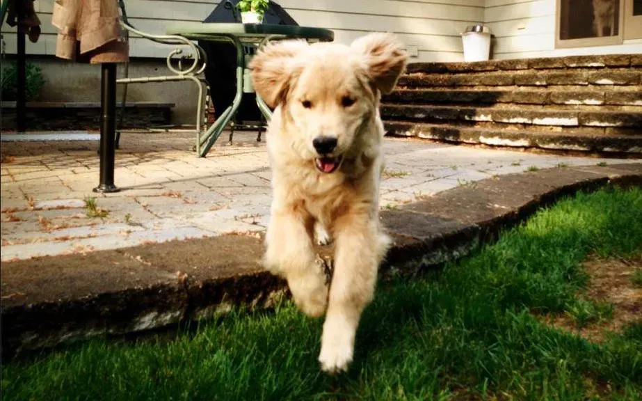 Рей Чарлз Блинд голдън ретривър краде сърца