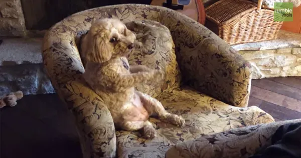 הדרך המקסימה של הכלב לבקש שיפשוף בטן