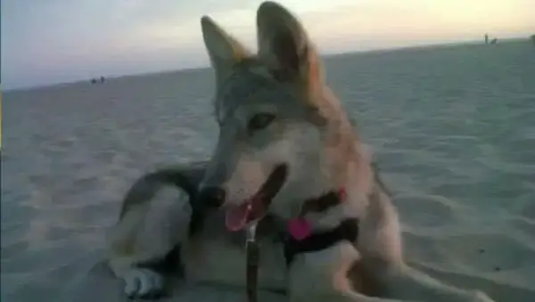 Dzieci gryzące dzieci mieszkające w wilka zamiast ofiary