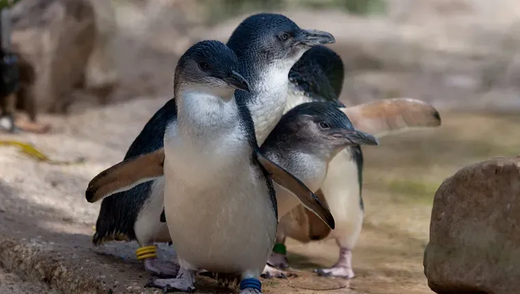Des chiens protègent les mini pingouins d'être anéantis sur une petite île