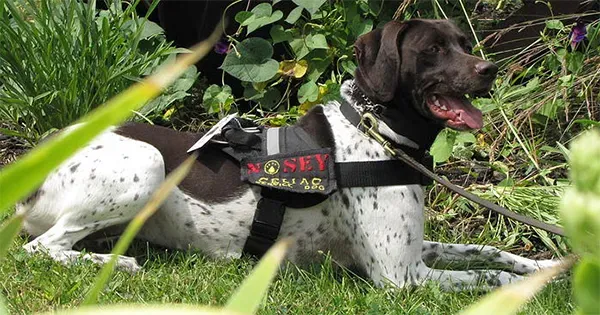 Psi koji otkrivaju gluten?