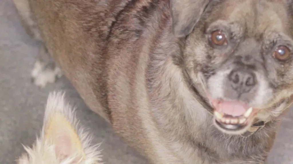 Lifehacks für Hunde: Machen Sie Ihren eigenen Enzym-Pipi-Reiniger für Hunde