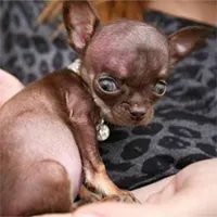 Guinness kårer den nye «Verdens minste hund»